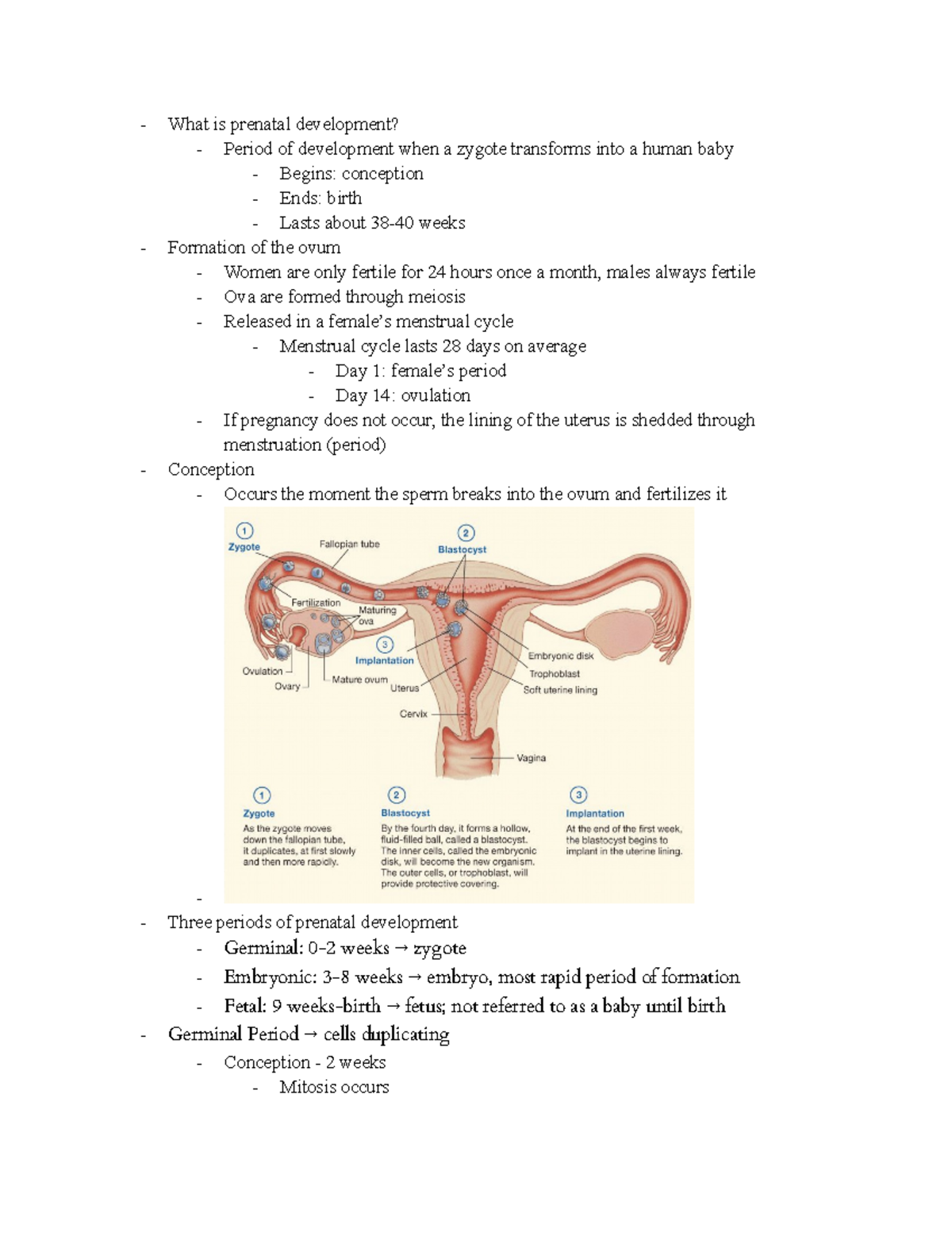 Prenatal Development - What is prenatal development? Period of ...