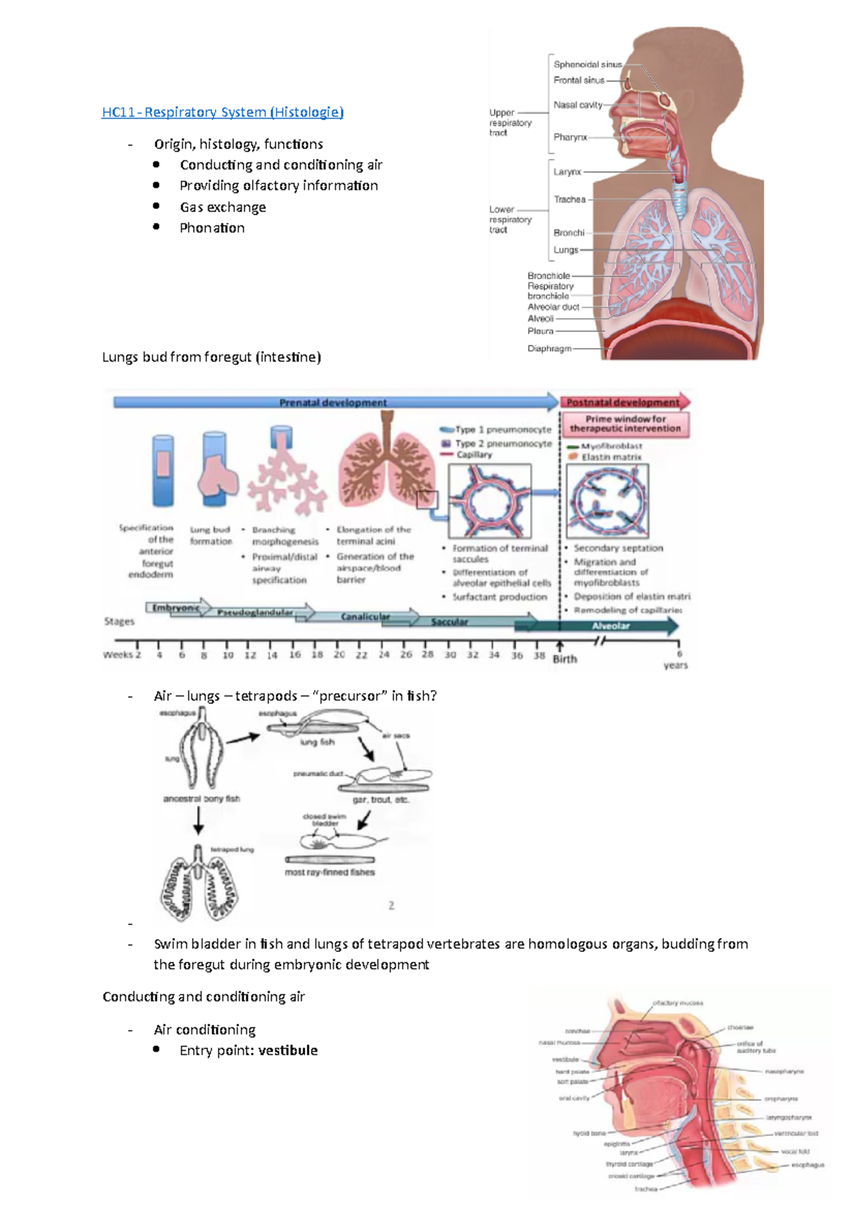 HC12 - Respiratory System (Histologie) - HC11- Respiratory System ...