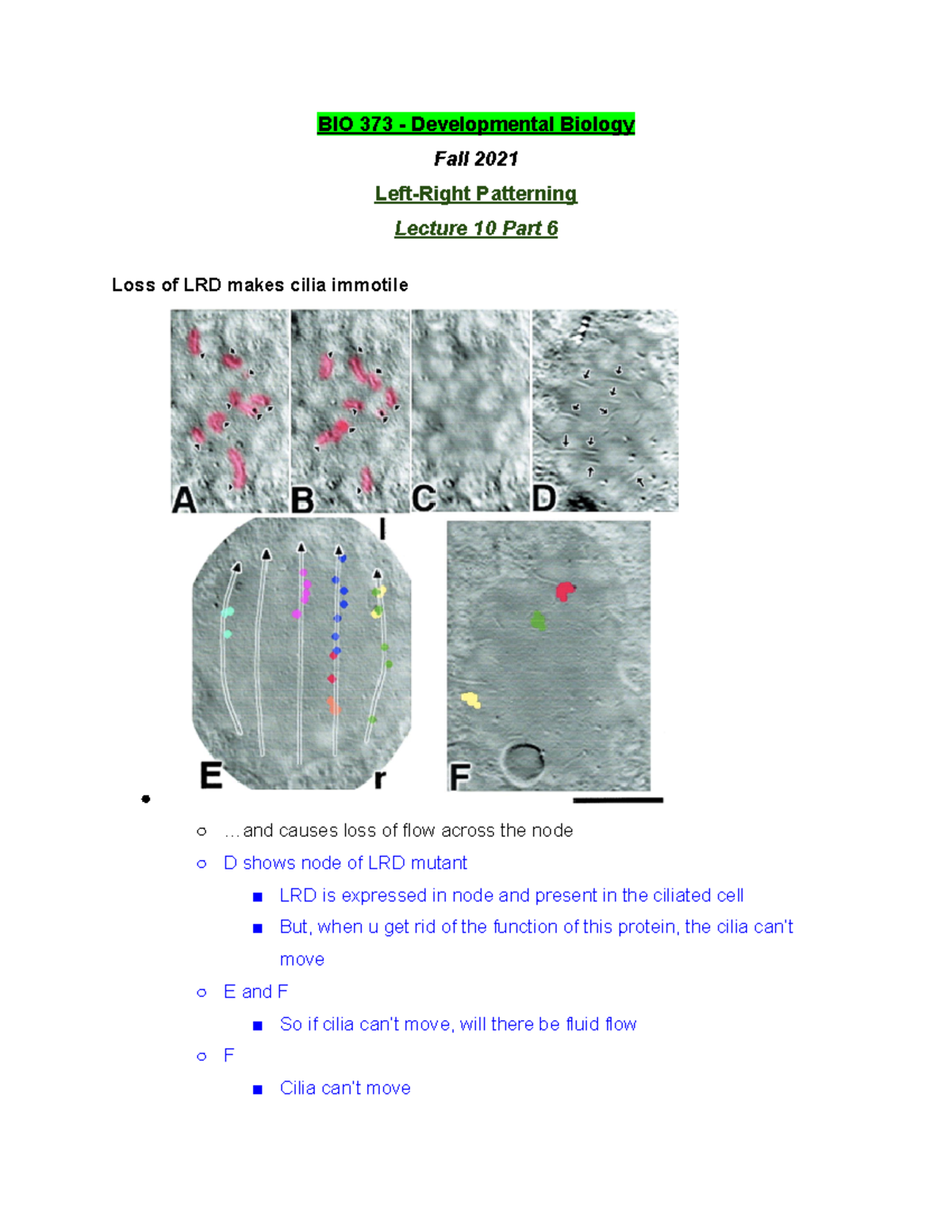 BIO 373 Lecture 10 Part 6 - Fall 2021 - BIO 373 - Developmental Biology ...