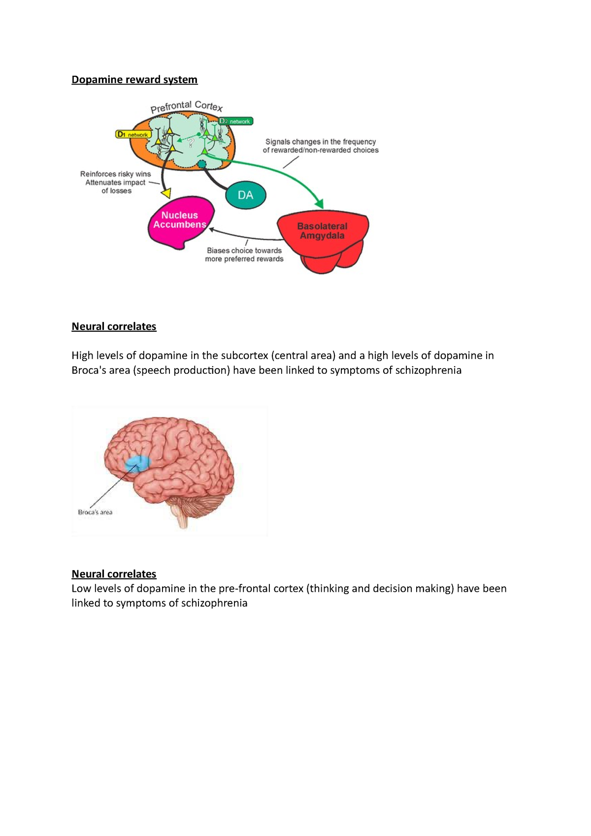 Biological Explanation Activity - Dopamine Reward System Neural ...