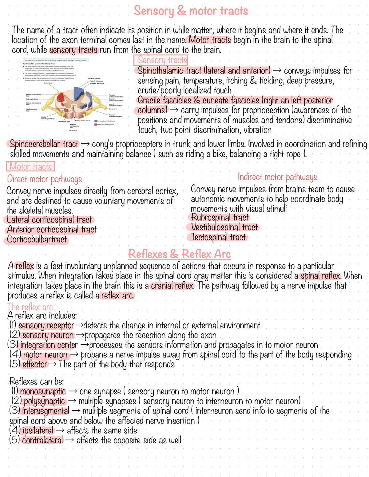 Anatomy And Physiology 2 Chapter 13 Pg 3 - BIOL203 - Studocu