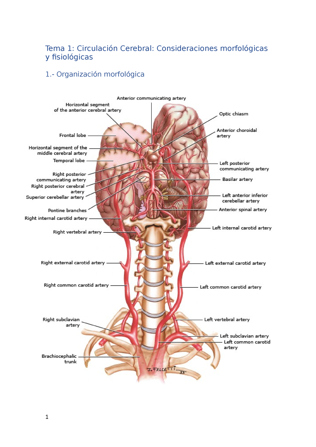 Resumen Circulación Cerebral Tema 1 Circulación Cerebral