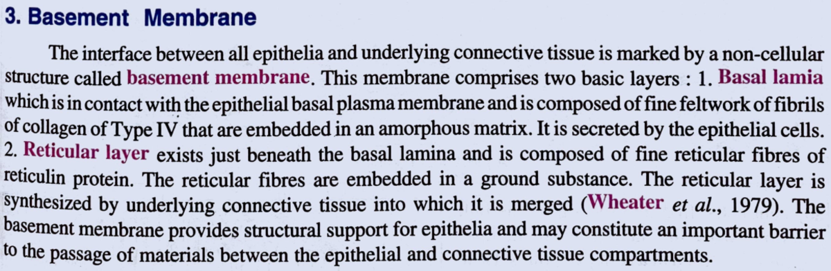Differentiations Of Cell Surface (3• Basement Membrane - 3. Basement ...