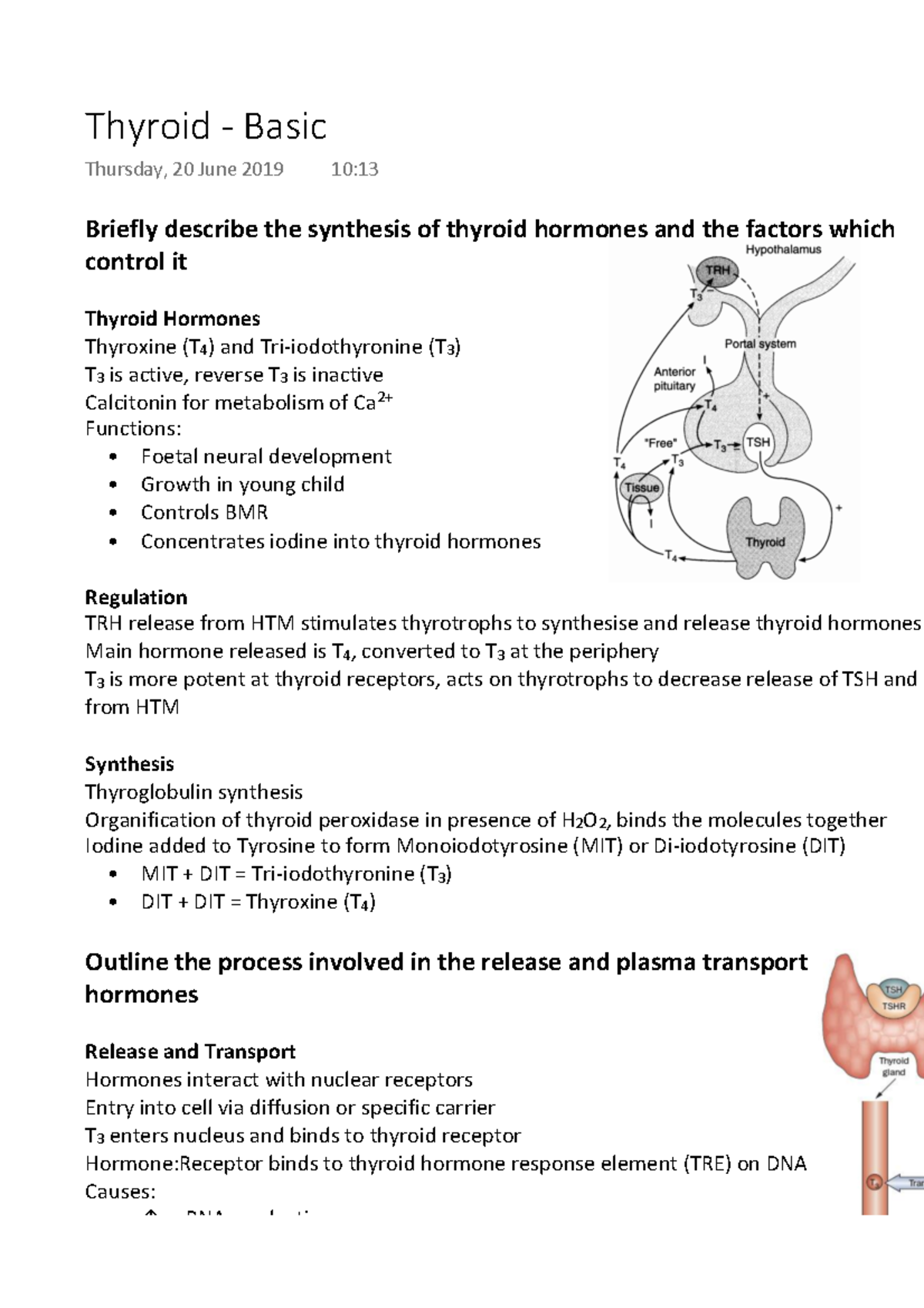 Thyroid - Basic - Briefly describe the synthesis of thyroid hormones ...