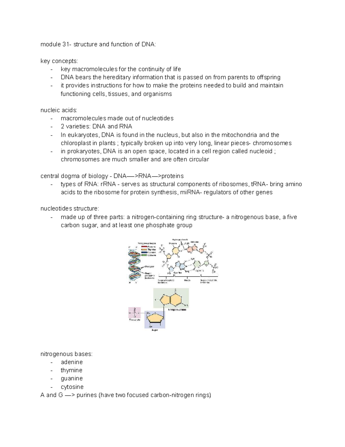 Module 31-32 - module 31- structure and function of DNA: key concepts ...