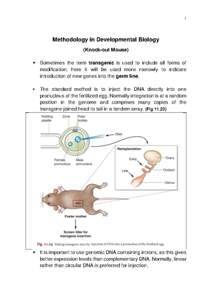Development of mesodermal organ (3) (2023-11-06) - Limb development ...