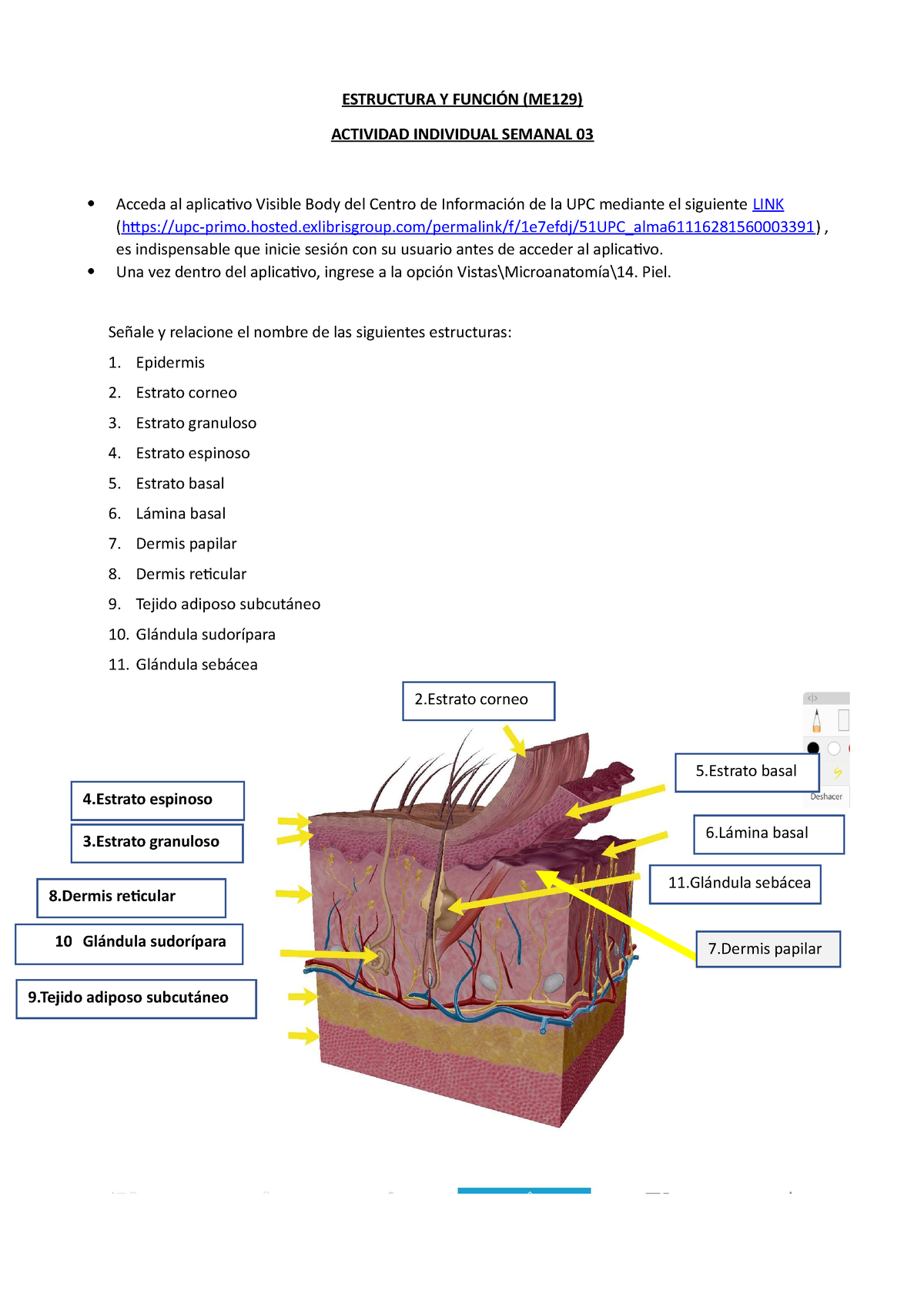 202102 ME129 Ey F Tarea Sem03 24 - ESTRUCTURA Y FUNCIÓN (ME129 ...