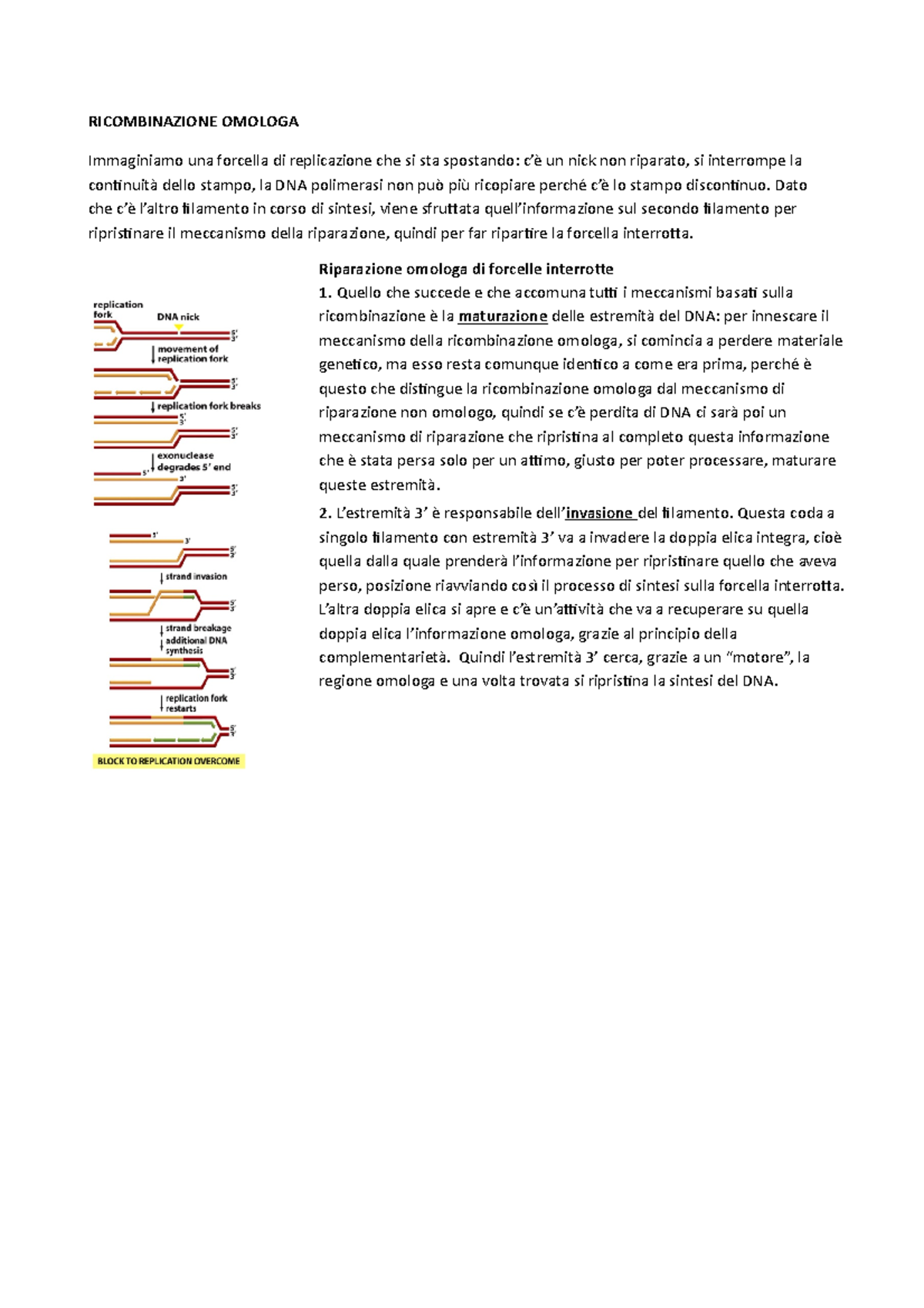5. Omologa OMOLOGA Immaginiamo una forcella di replicazione che 5. Omologa OMOLOGA Immaginiamo una forcella di replicazione che