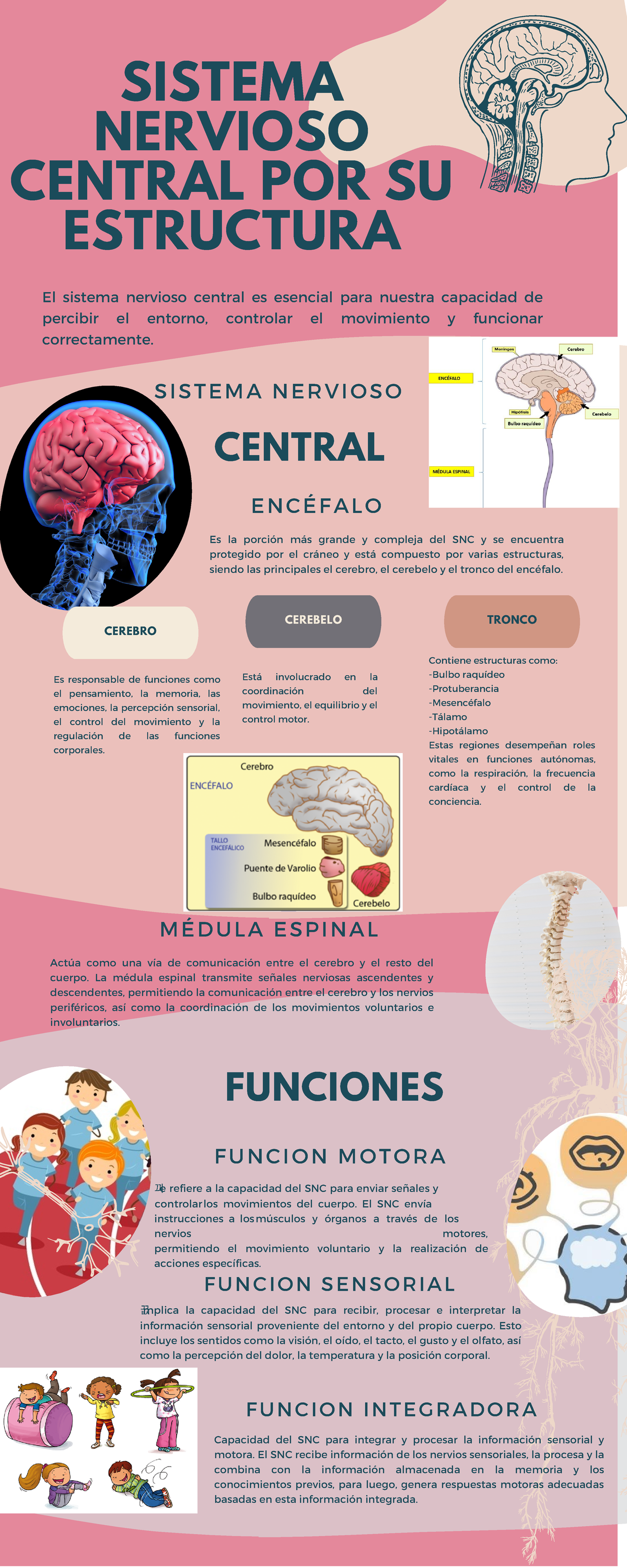 Infografia DEL SNC - Infografía del Sistema Nervioso Central ...