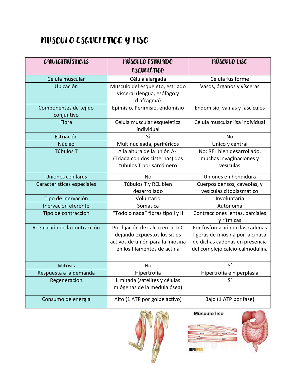 Cuadro Comparativo Entre Los Sistemas Oseo Y Musc Min Porn Sex Picture