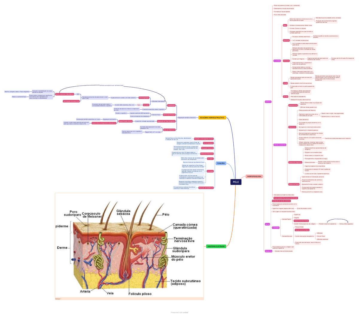 PELE - Mapa Mental Detalhado Sobre O Sistema Tegumentar E Suas ...