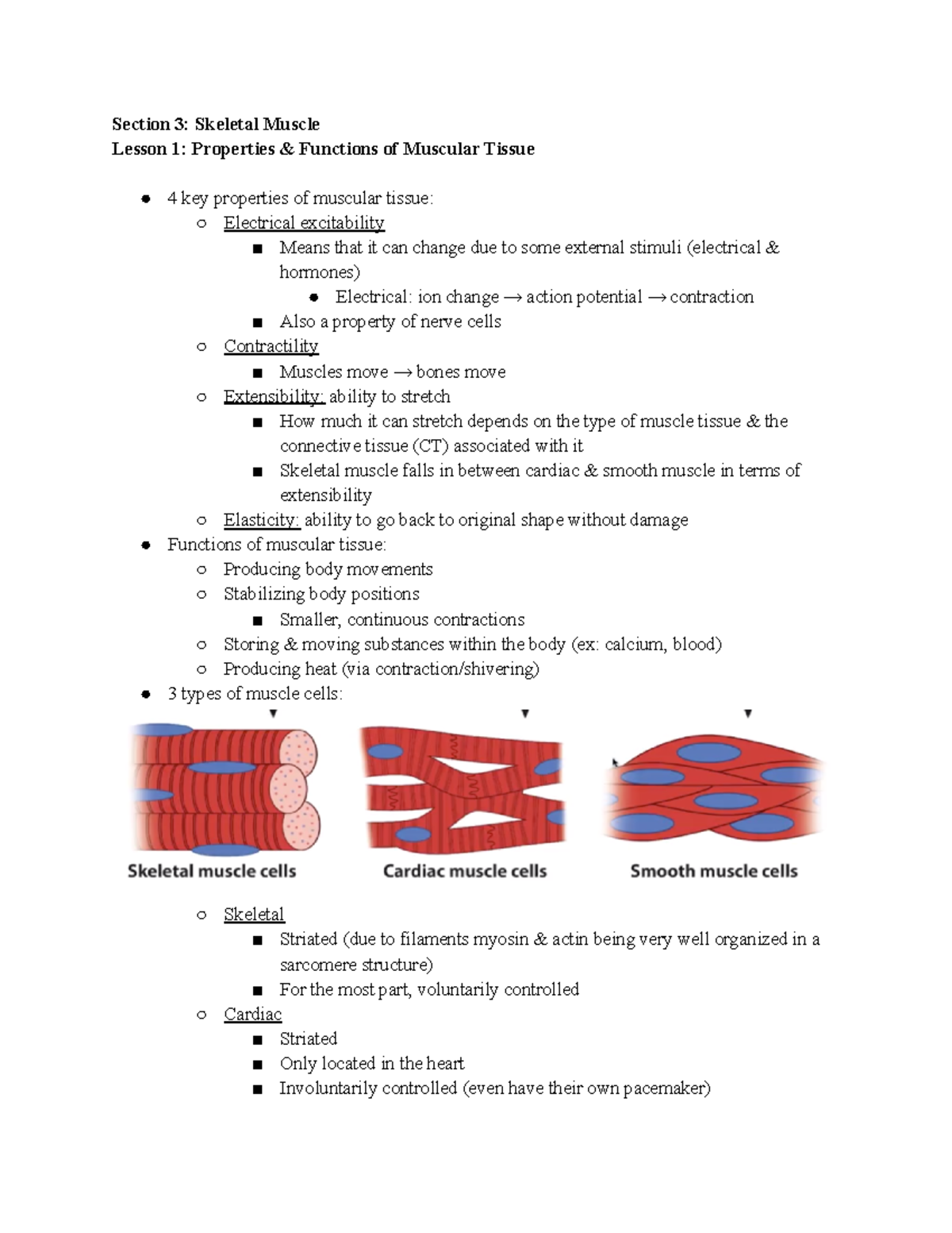 14 Properties And Functions Of Muscular Tissue Section 3 Skeletal Muscle Lesson 1