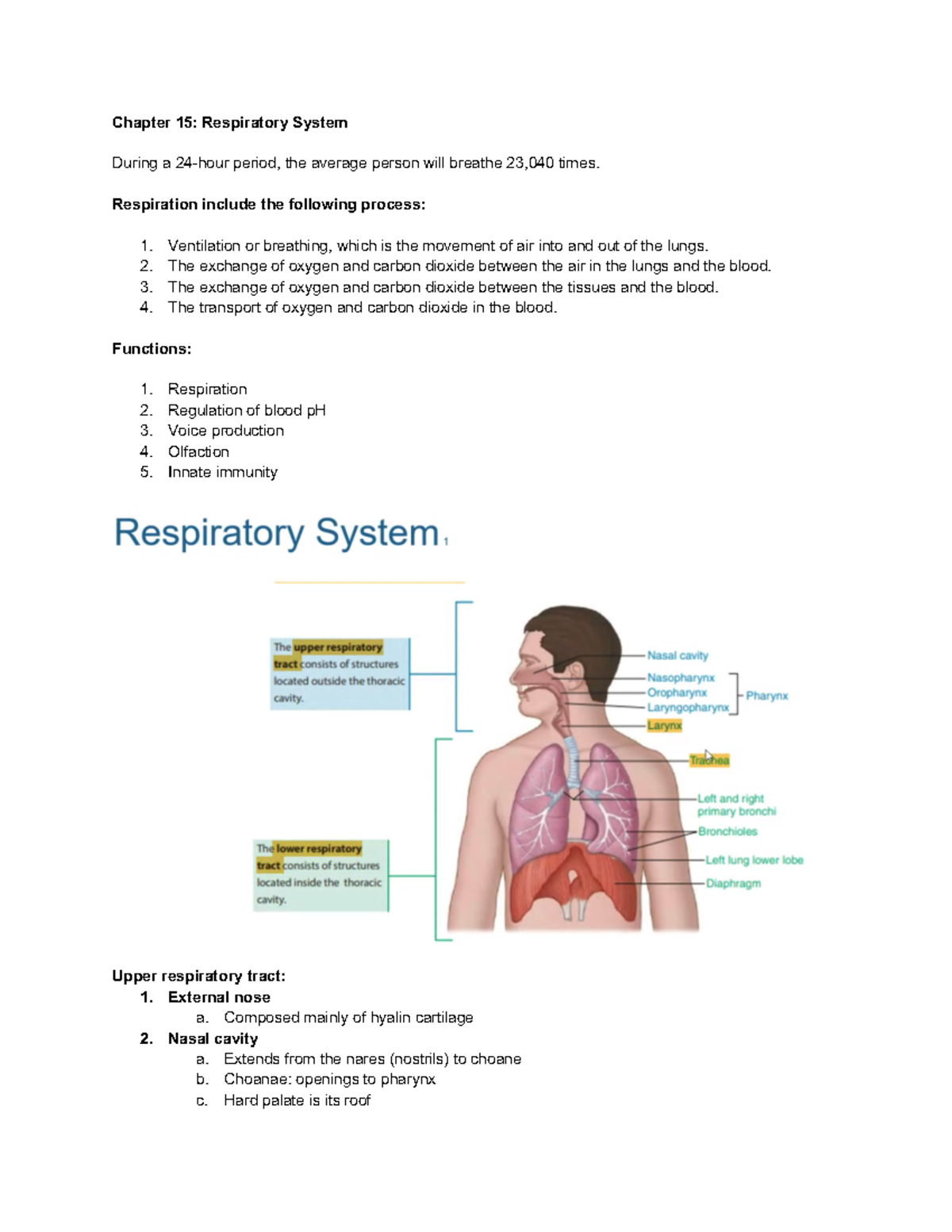 Anaphy Respiratory System - Chapter 15: Respiratory System During a 24 ...