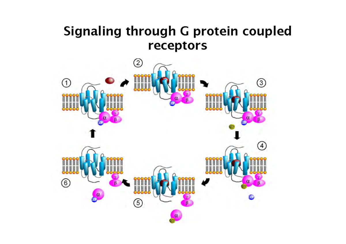 04 Signalling Through G Protein Coupled Receptors Signaling Through G