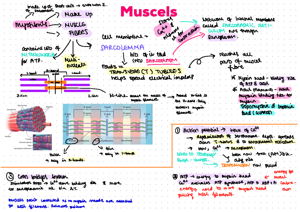 Muscles Mind Map