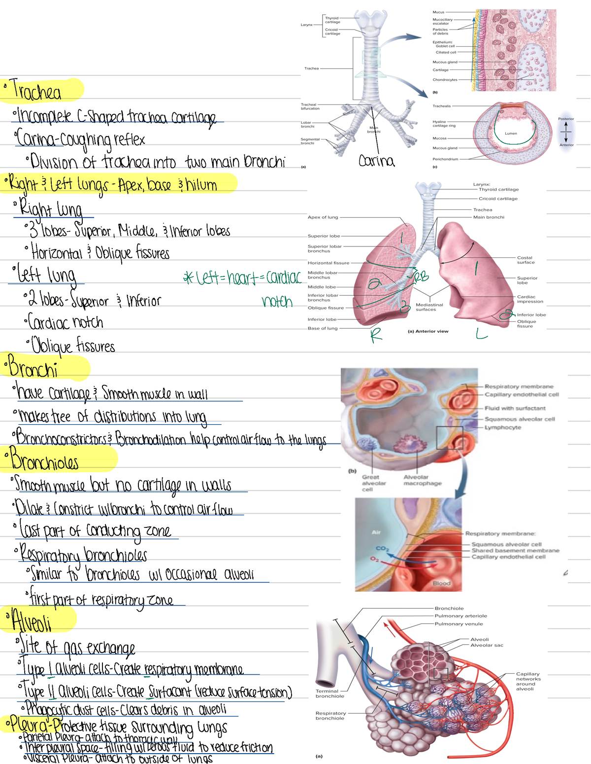 Anatomy Final 9 - · Trached Incomplete C-shaped tracked cartilage 2 ...