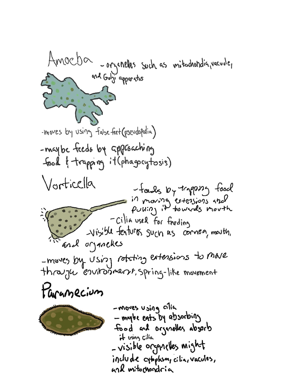 Amoeba Drawings - BIOL 106/L - Studocu