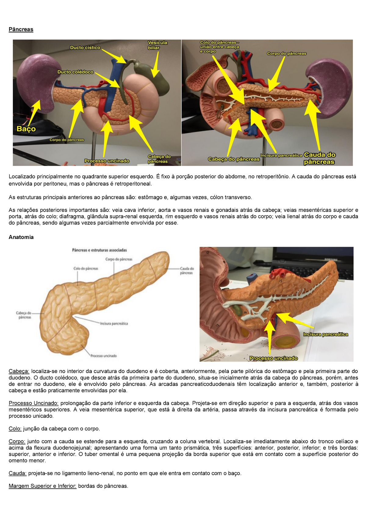 Ano M Dulo Metabolismo Roteiro Exerc Cio E P Ncreas P Ncreas Localizado