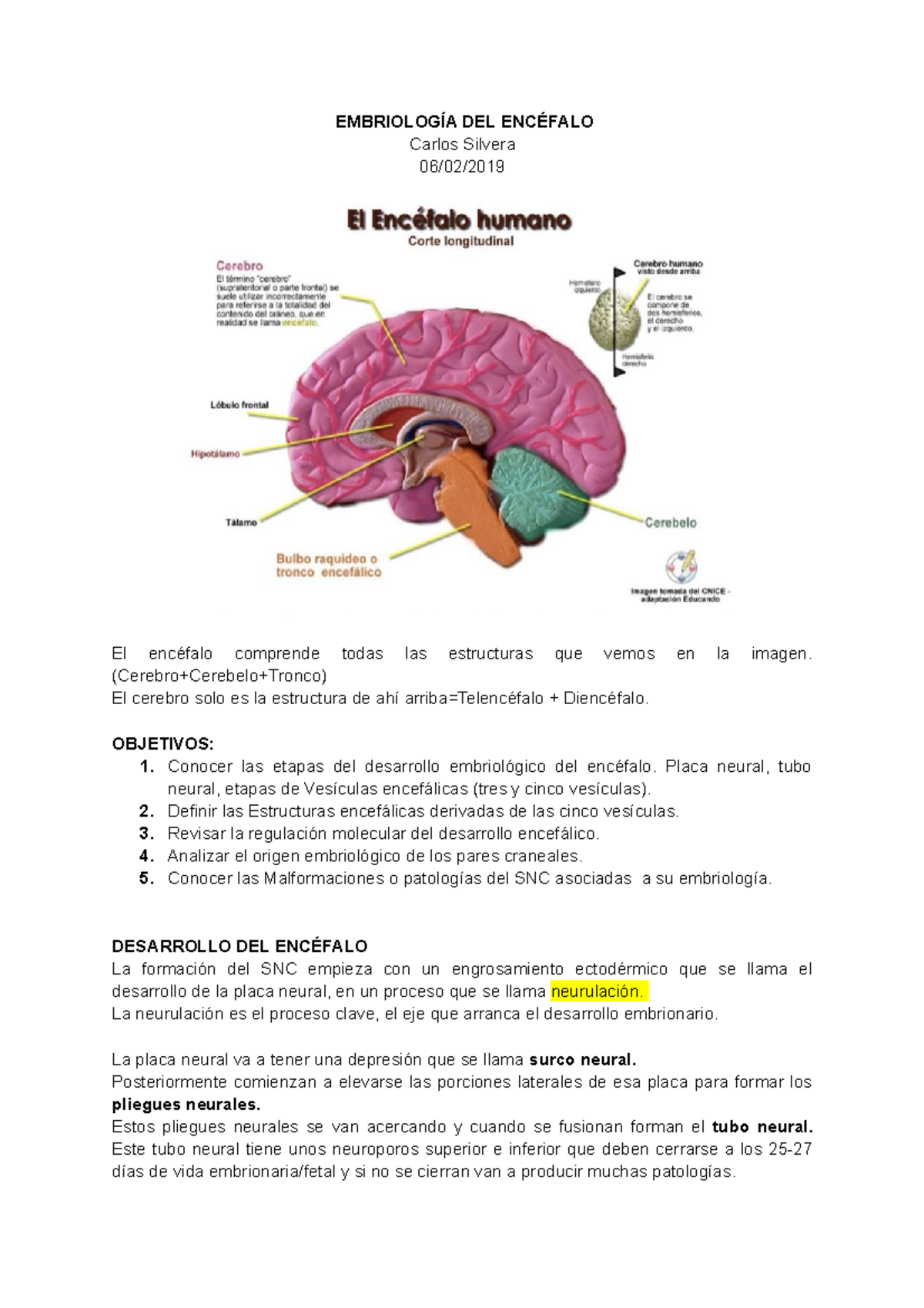 Embriología Del Encéfalo Sistema Nervioso Uninorte Studocu<script async src=