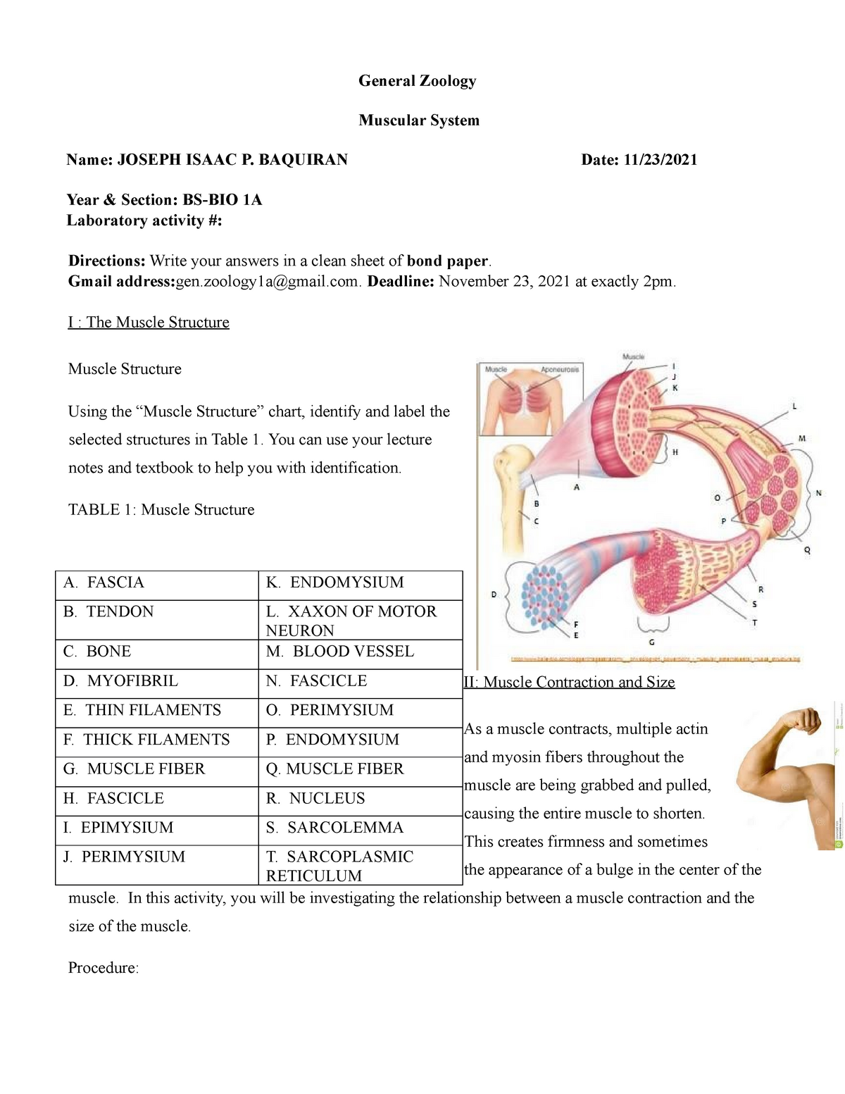 The Muscular System BS - Grade: B - General Zoology Muscular System ...