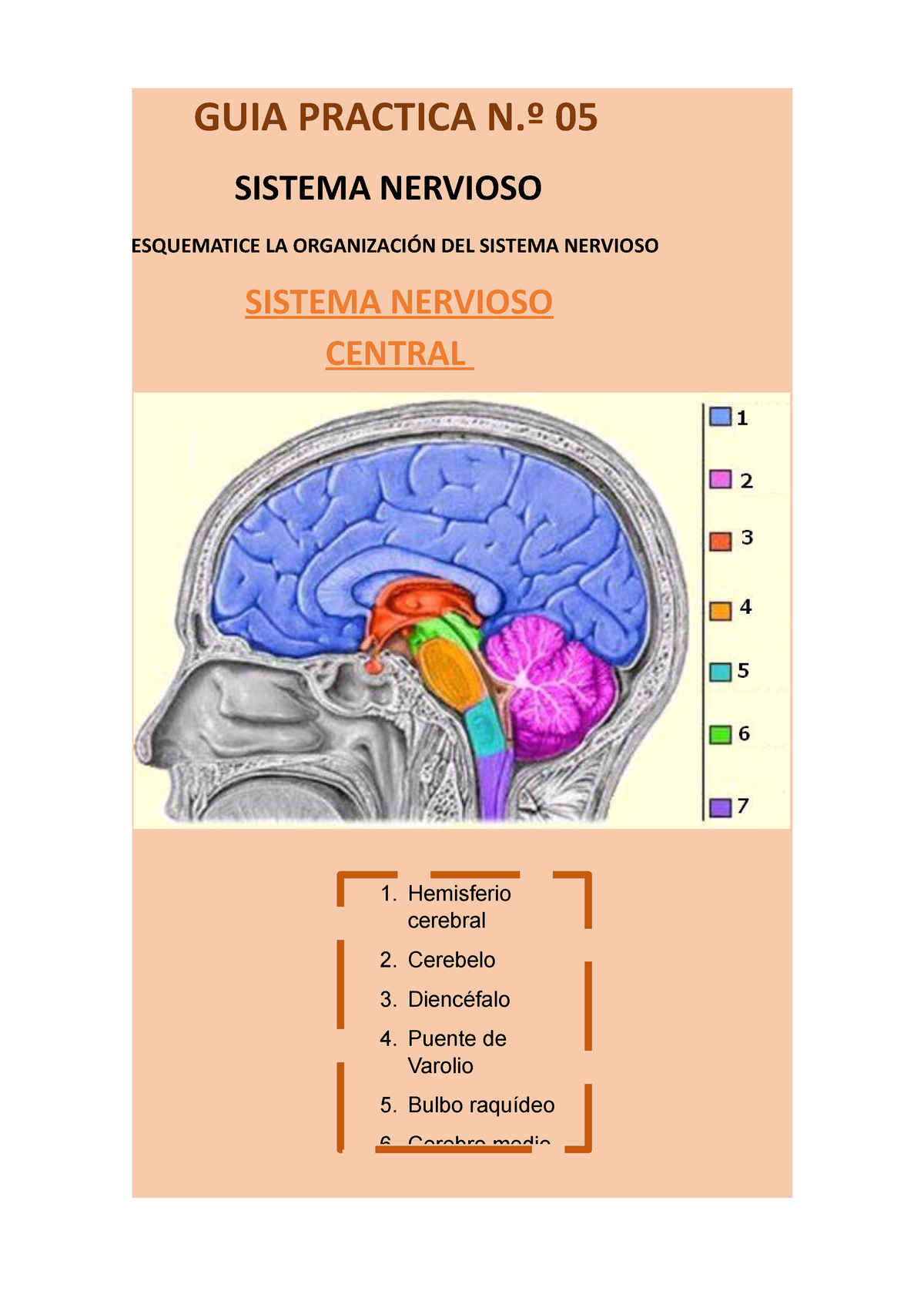 Sistema Nervioso Guias Practica Nº 01 ANATOMIA - GUIA PRACTICA N.º 05 ...