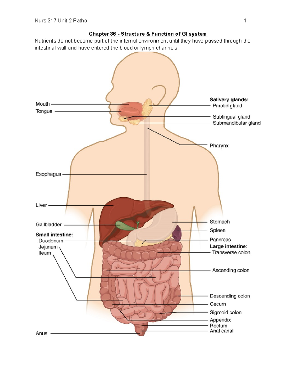 Nurs 317 Unit 2 Patho - Chapter 36 - Structure & Function of GI system ...