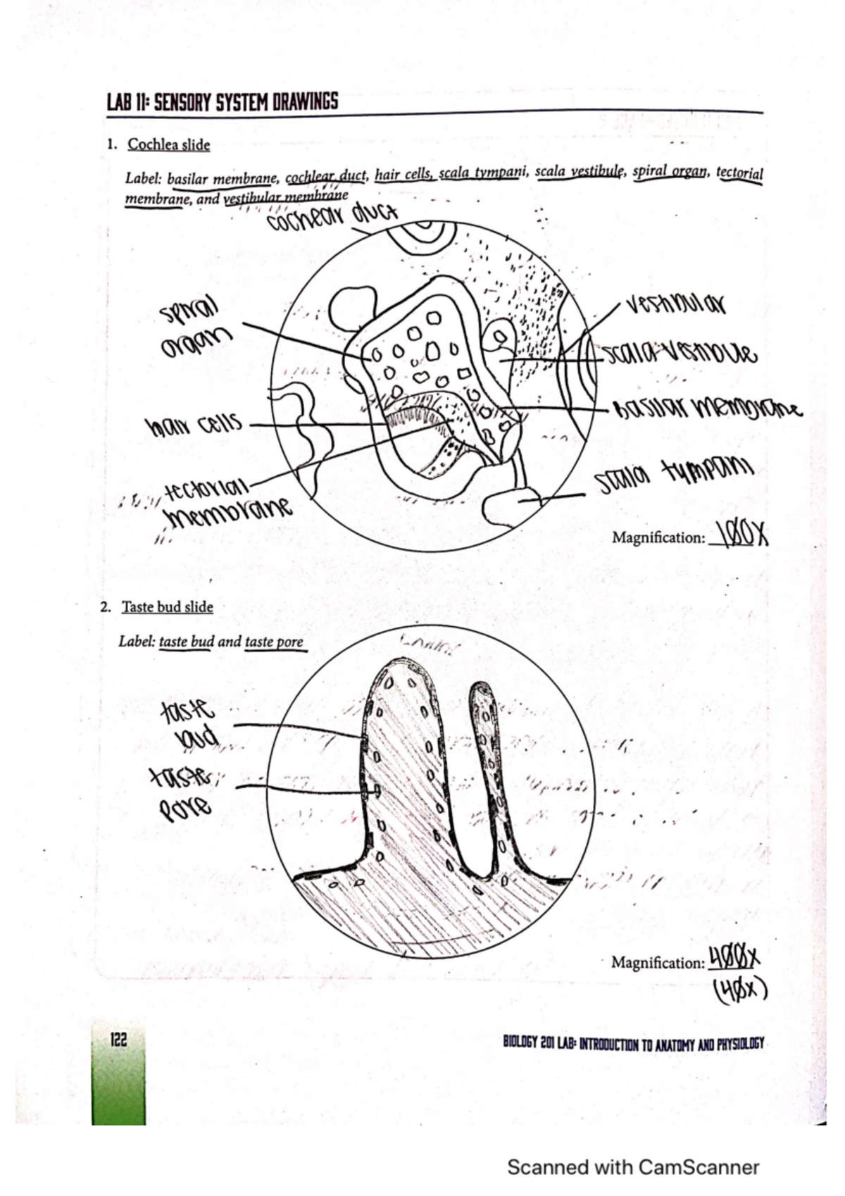 BIO201L Lab 11 - Sensory Systems - BIO 201L - Studocu