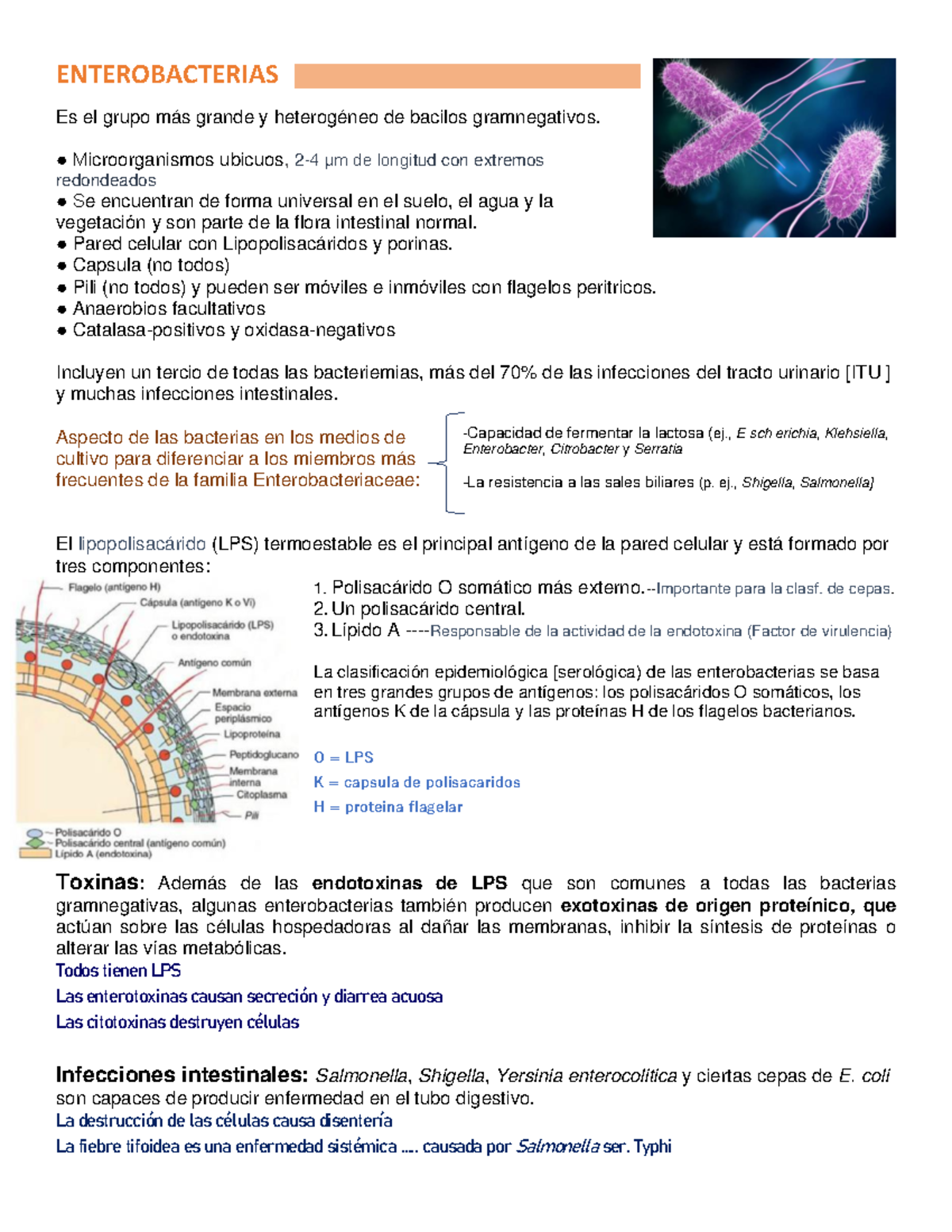 Enterobacterias (Coli, Shigella Y Salmonella) - ENTEROBACTERIAS Es El ...