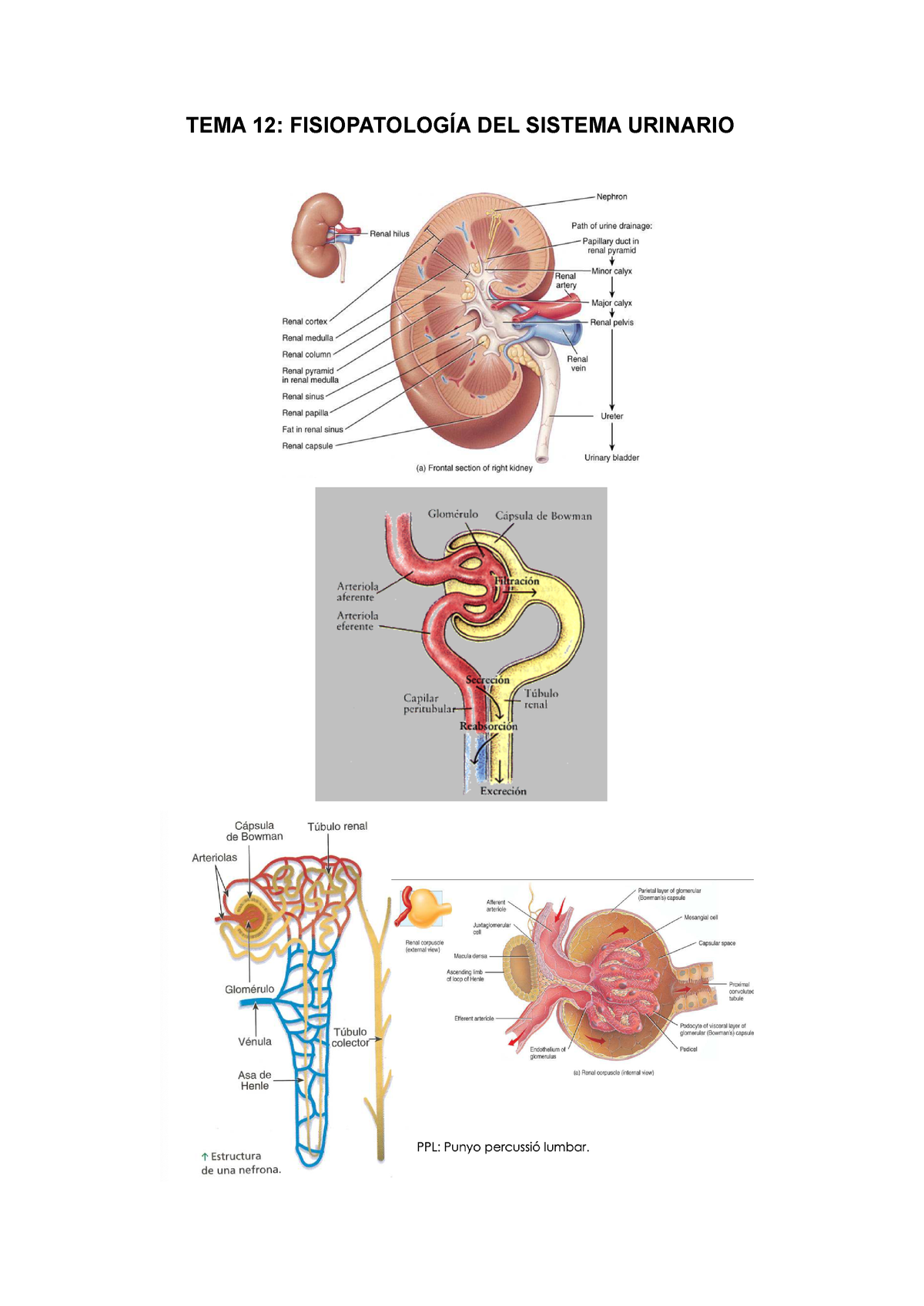 TEMA 12 Fisiopatología Del Sistema Urinario - TEMA 12: FISIOPATOLOGÍA ...