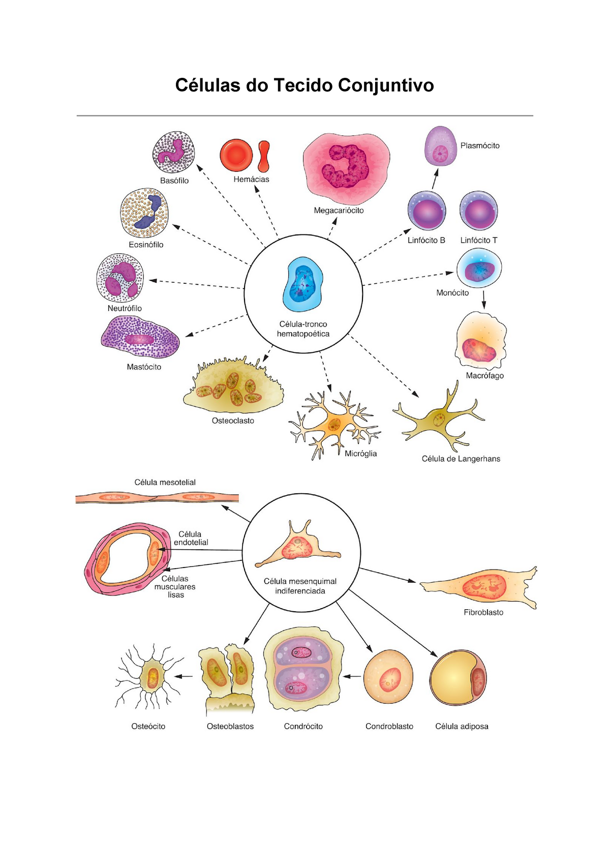 Celulas Do Tecido Conjuntivo Studocu