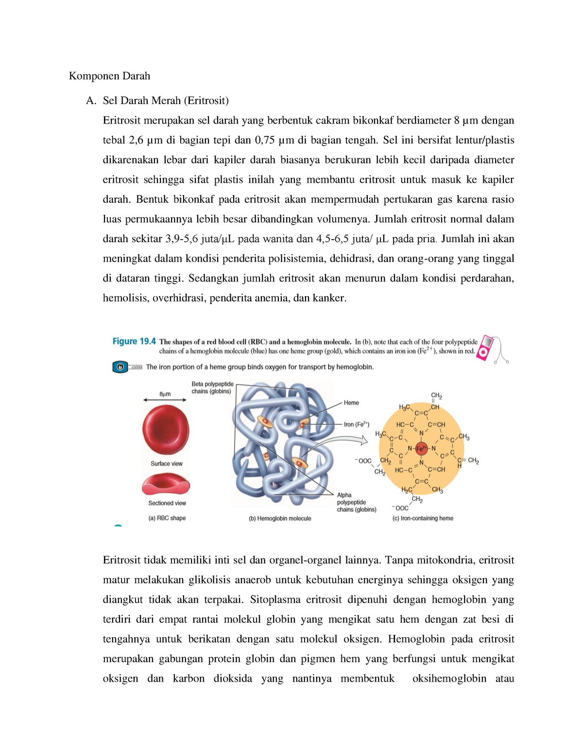 Komponen Darah Sel Darah Merah Eritrosit Eritrosit Merupakan Sel
