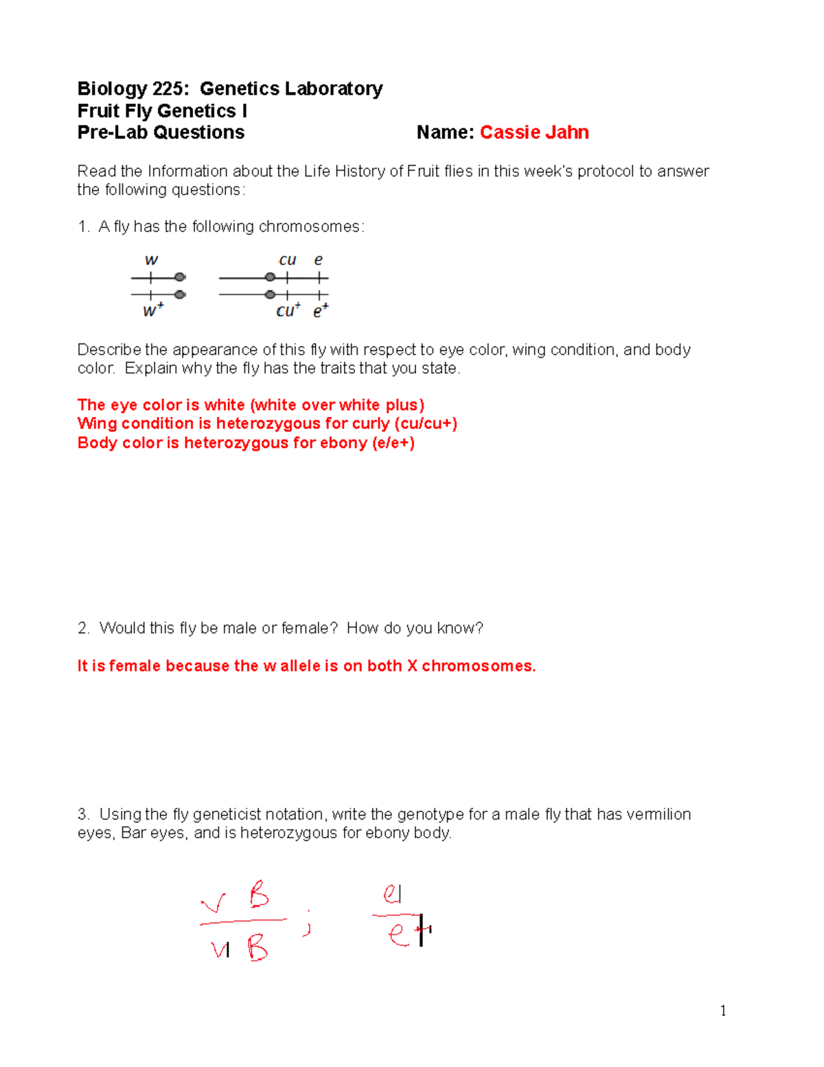 Fruit Fly I PreLab Biology 225 Laboratory Fruit