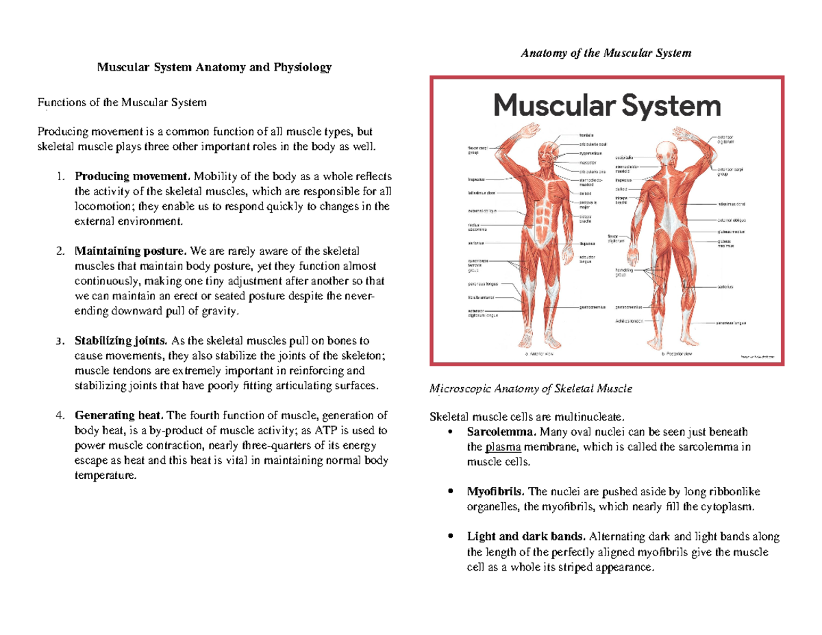 Muscular sys - Muscular System Anatomy and Physiology Functions of the ...