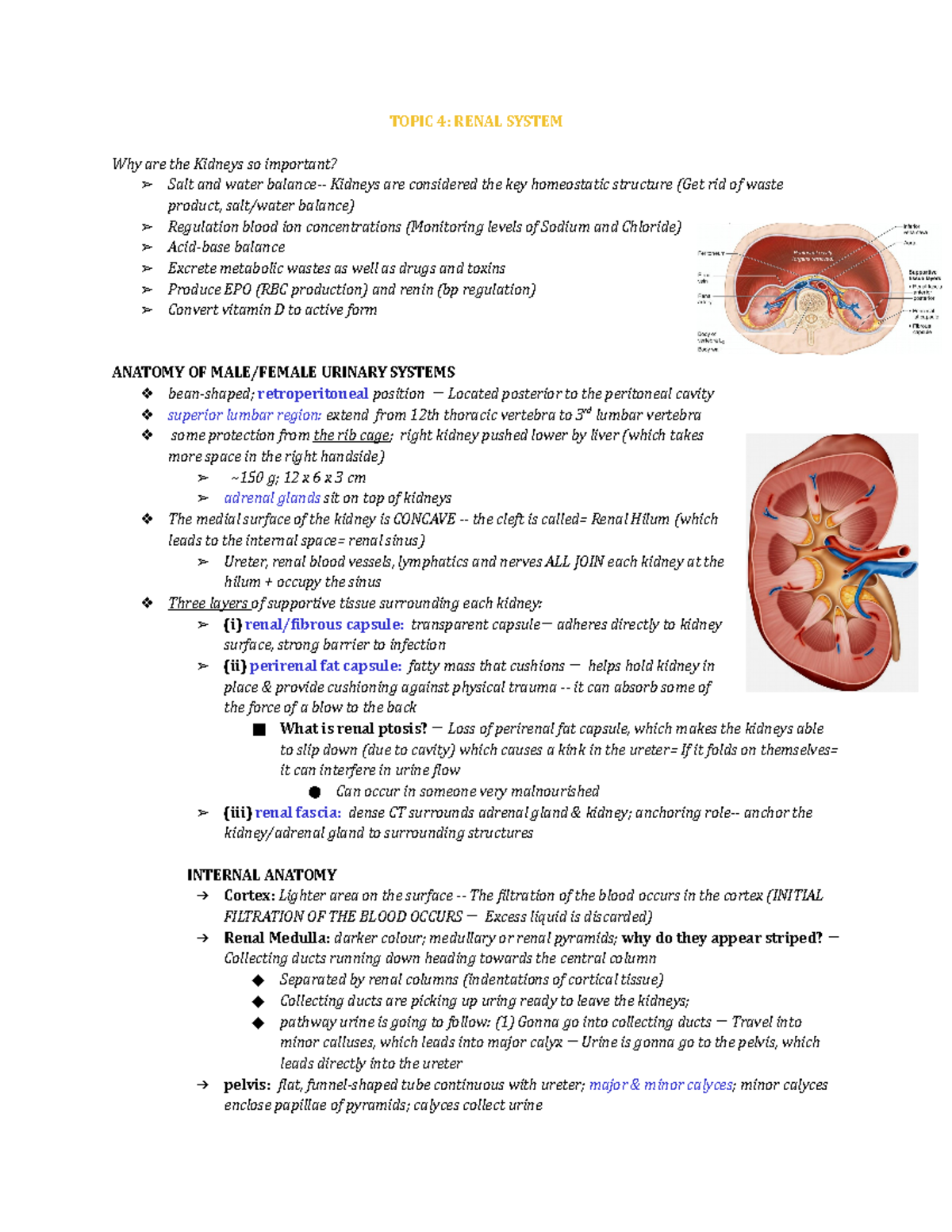 Topic 4 Renal System - Lecture notes 5 - TOPIC 4: RENAL SYSTEM Why are ...