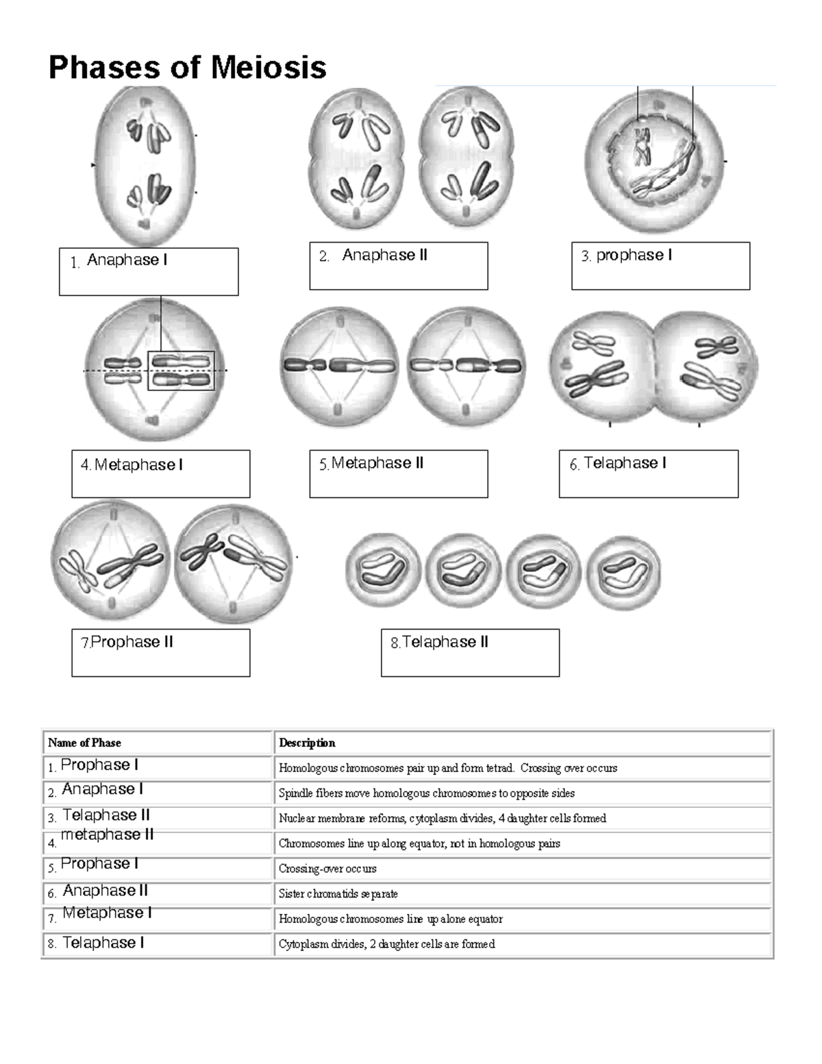Meiosis worksheet fillable - Phases of Meiosis Name of Phase Description  Homologous chromosomes pair - Studocu