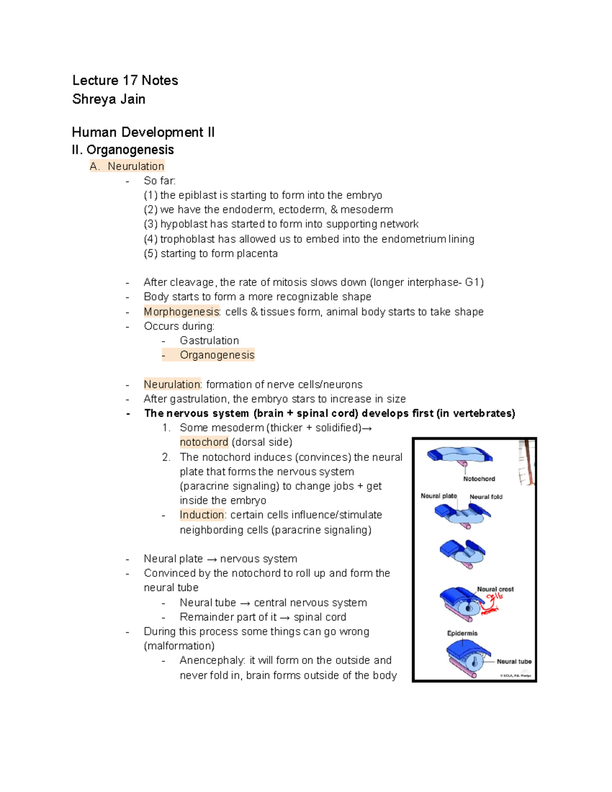 Bio 2 Lecture 17 Notes - BIO 115 - Studocu