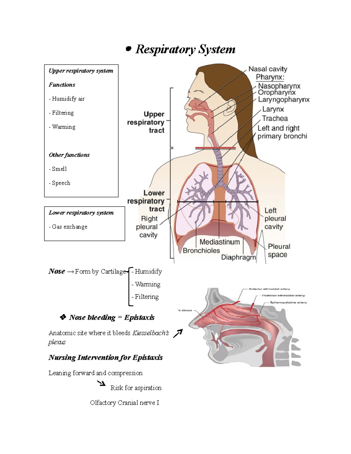 Respiratory System Nclex-2 - Respiratory System Upper respiratory ...