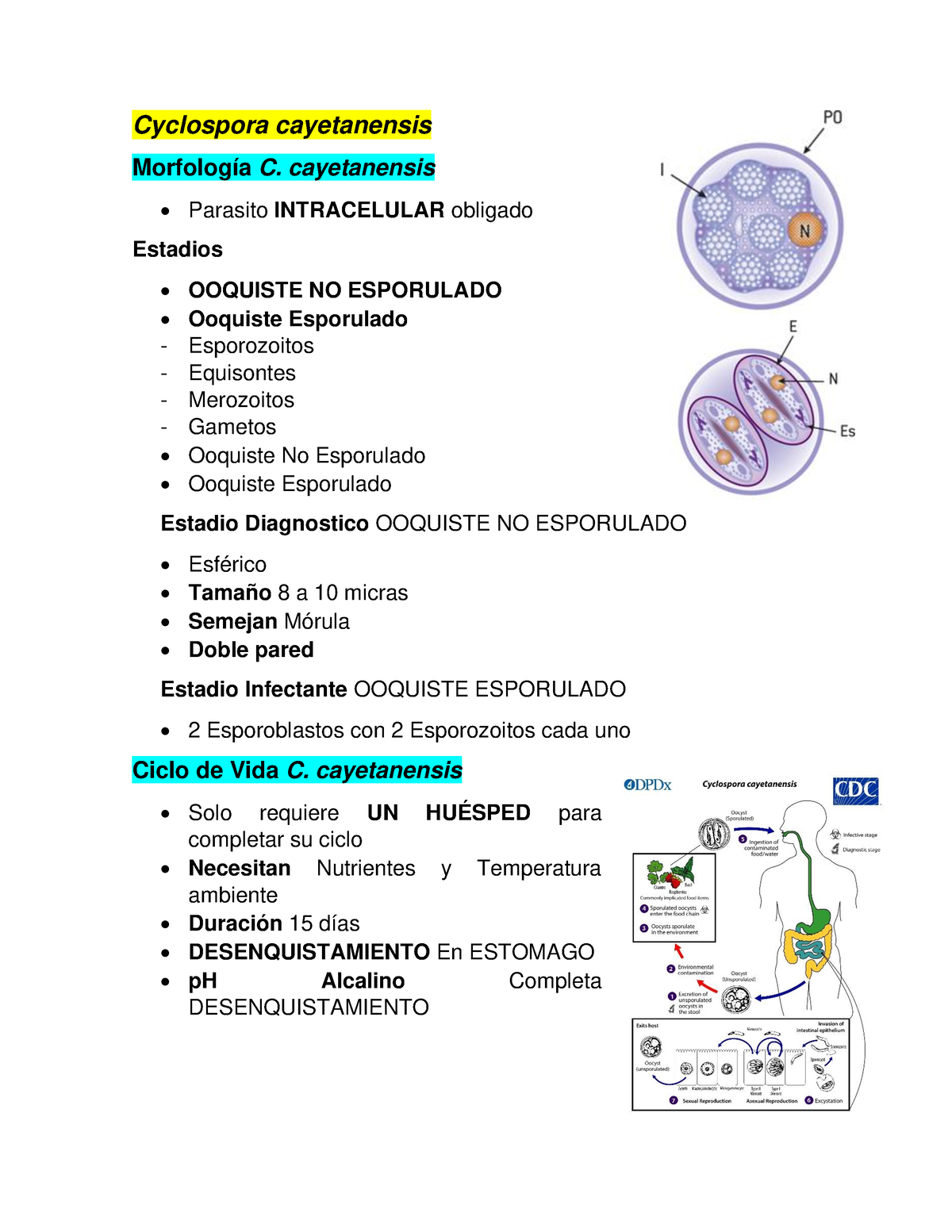 Cyclospora cayetanensis - Cyclospora cayetanensis Morfología C ...