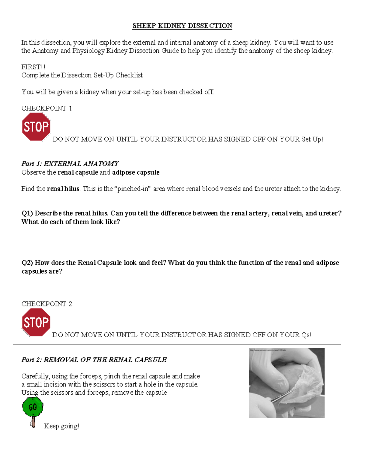 Dissection Kidney Dissection SHEEP KIDNEY DISSECTION In this