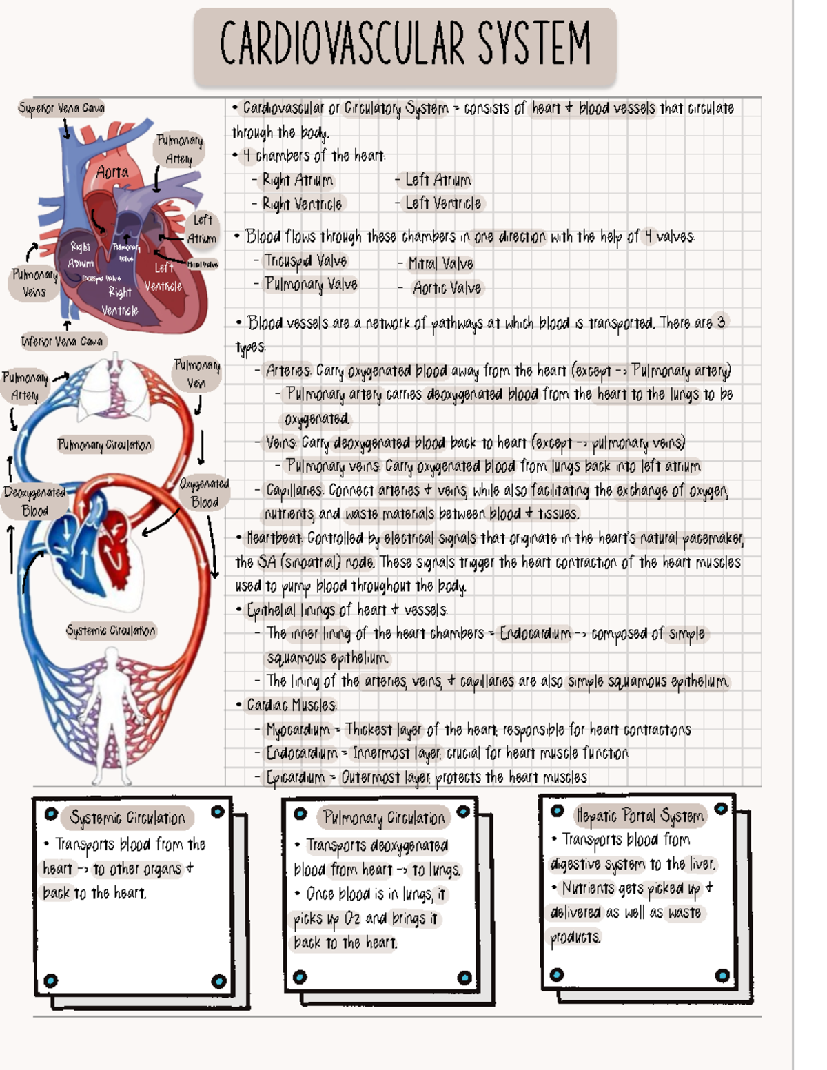 Cardiovascular Syatem 1 page review notes - Cardiovascular System ...