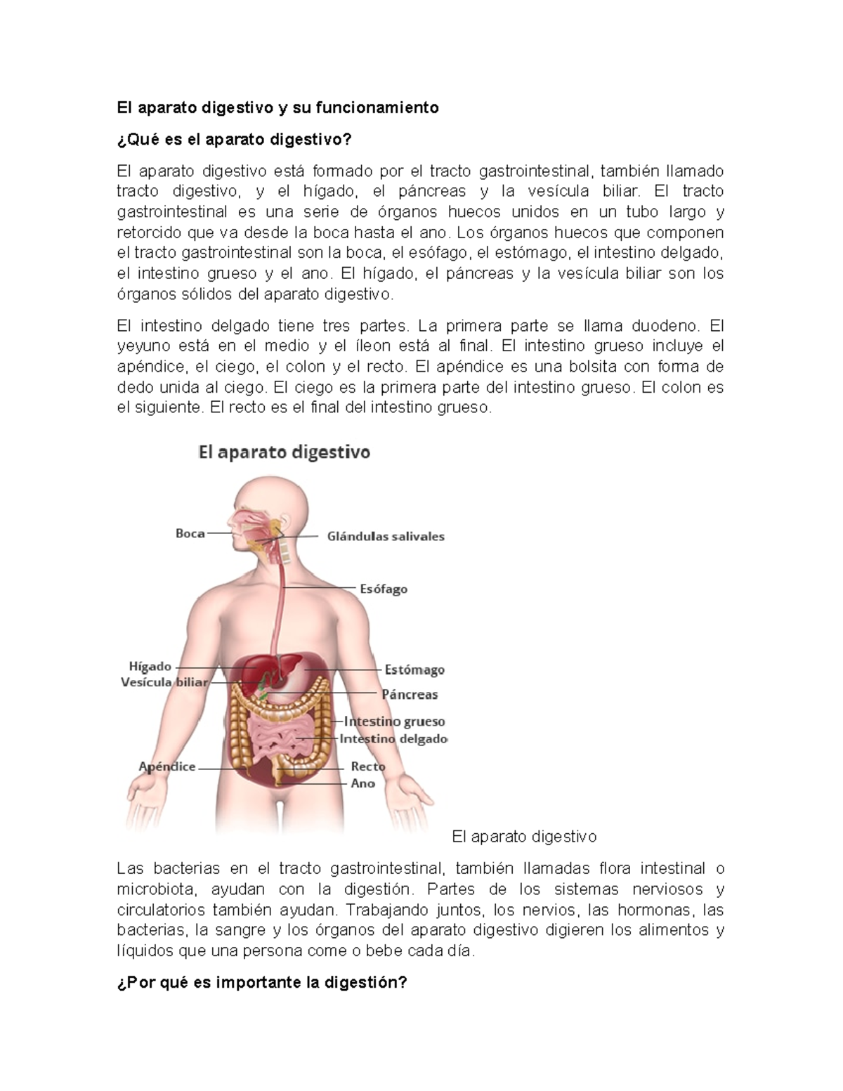 El Aparato Digestivo Y Su Funcionamiento El Tracto Gastrointestinal Es Una Serie De órganos 6813