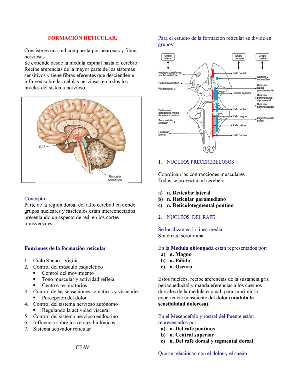 10. Formación Reticular - FORMACIÓN RETICULAR. Consiste Es Una Red ...