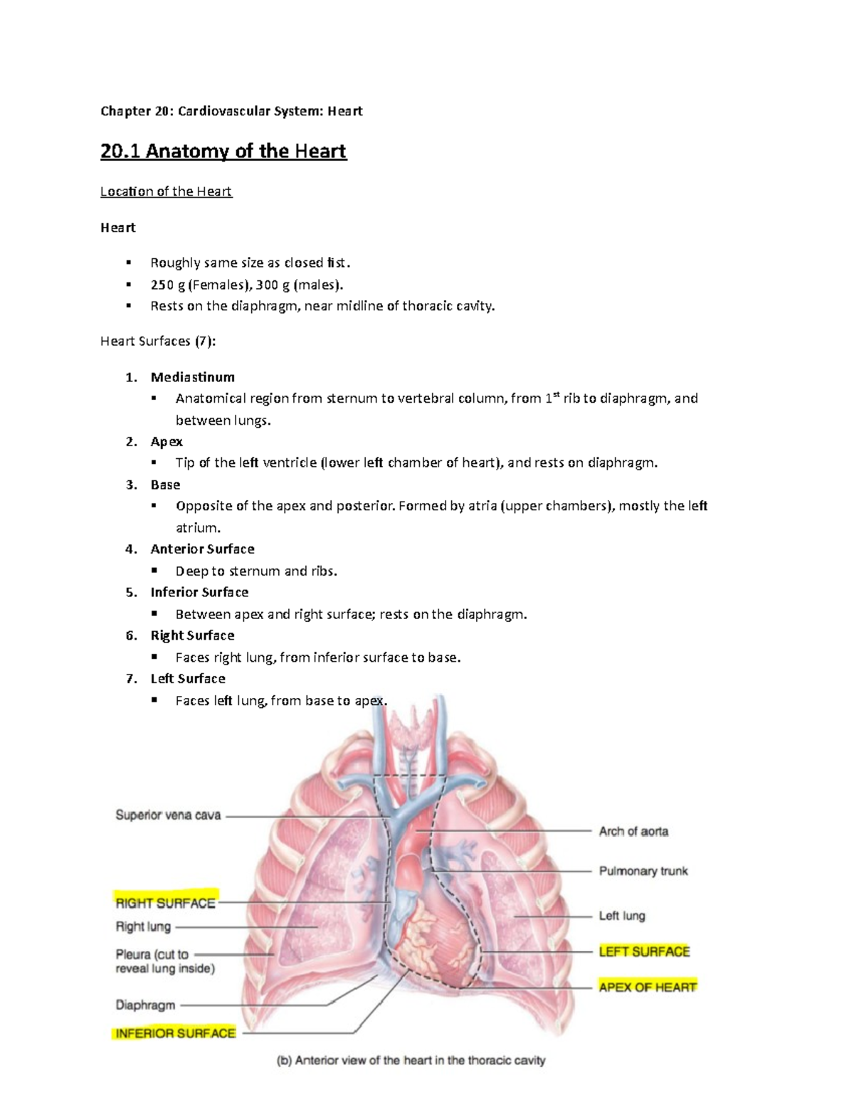 Chapter 20 (Heart) - Chapter 20: Cardiovascular System: Heart 20 ...