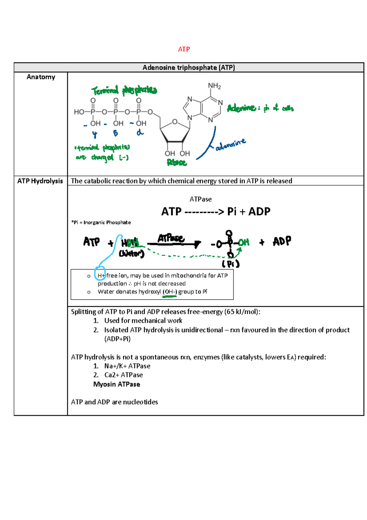 Introduction to ATP - ATP Adenosine triphosphate (ATP) Anatomy ATP ...