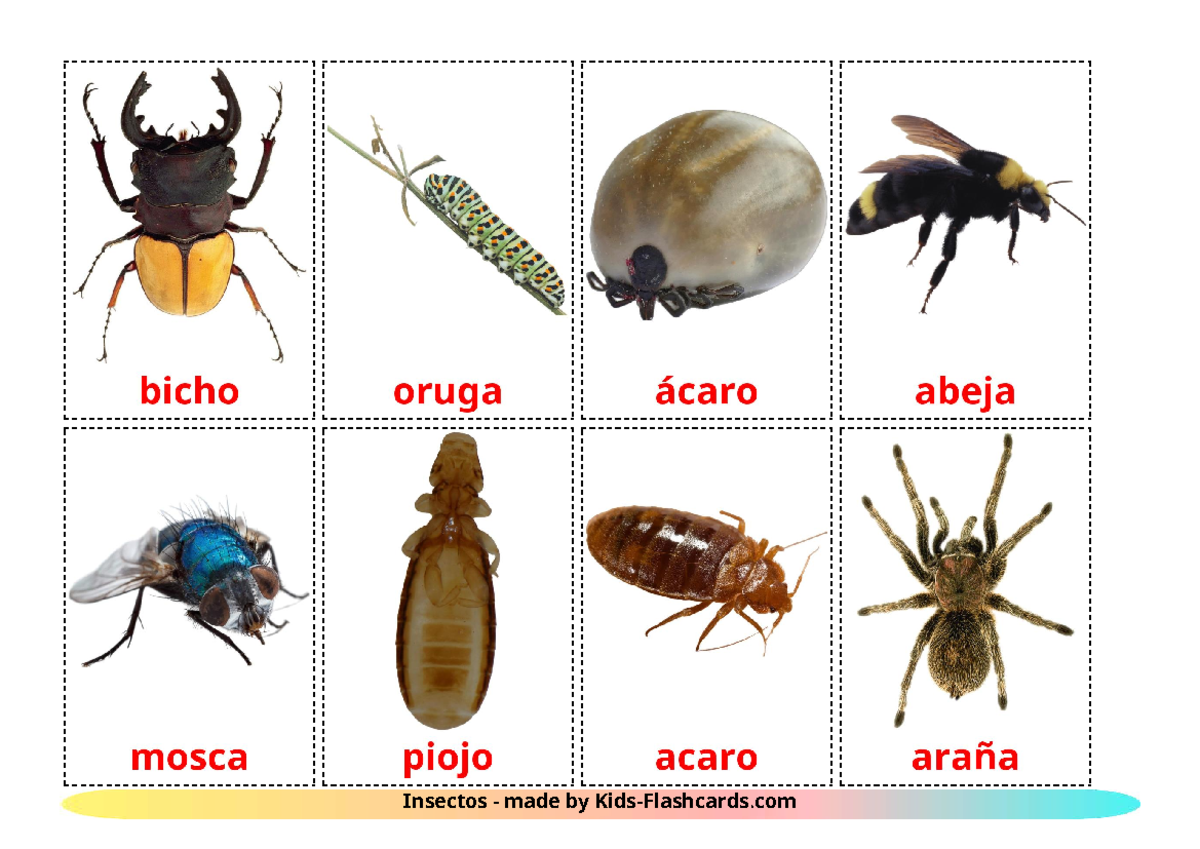 Insectos - aprender - Algoritmos y Programación - bicho oruga ácaro ...