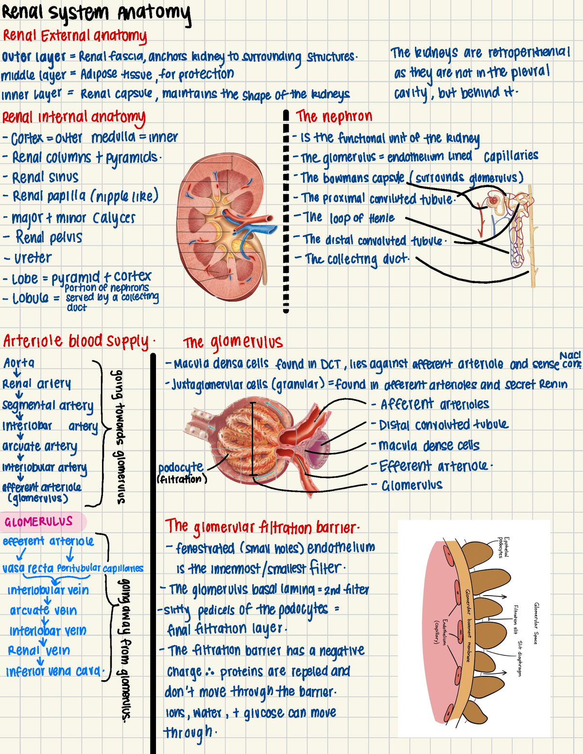 Renal system Anatomy - Medical Sciences - Studocu