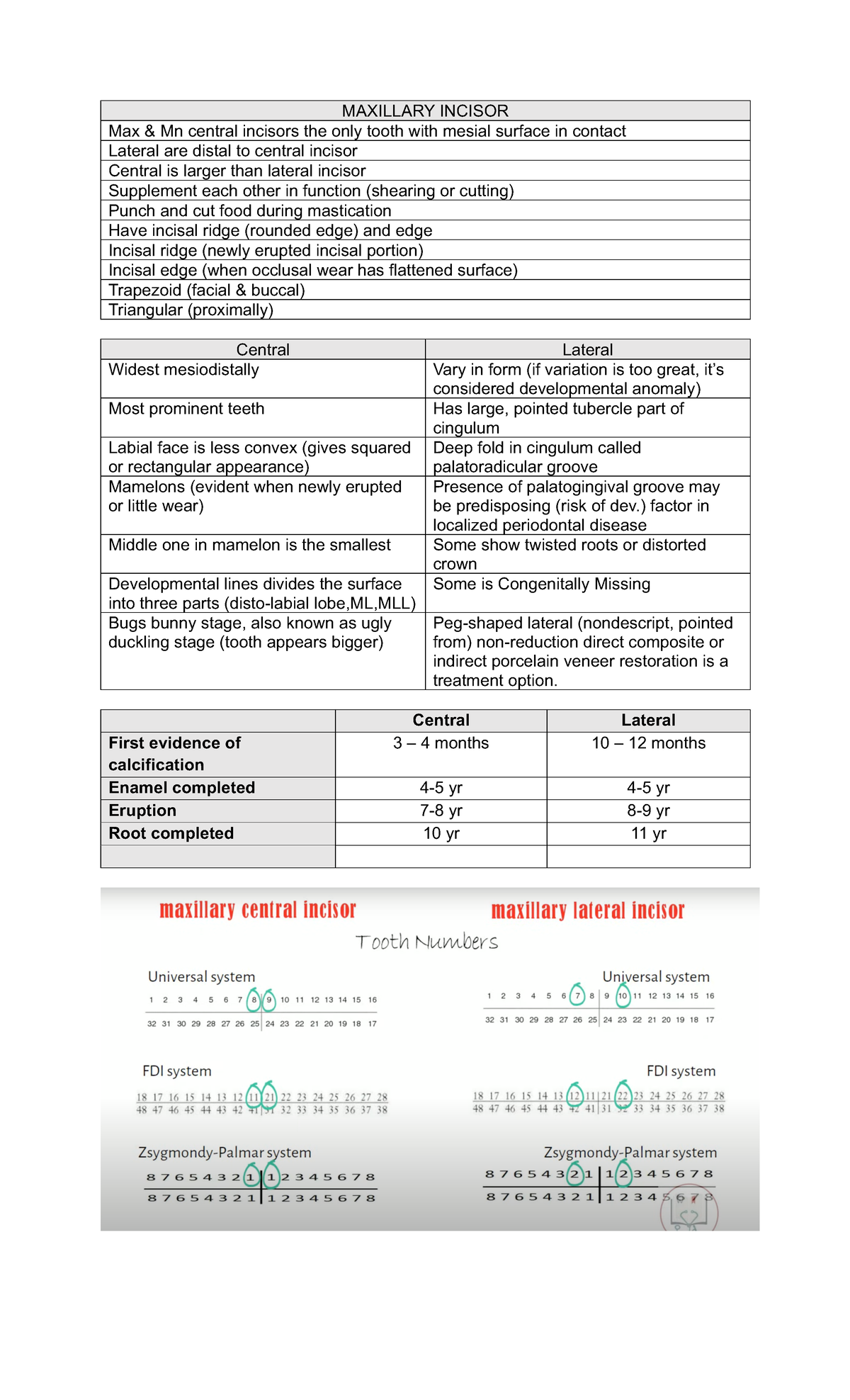 MX&MN Anterior - OralAna Reviewer - MAXILLARY INCISOR Max & Mn central ...