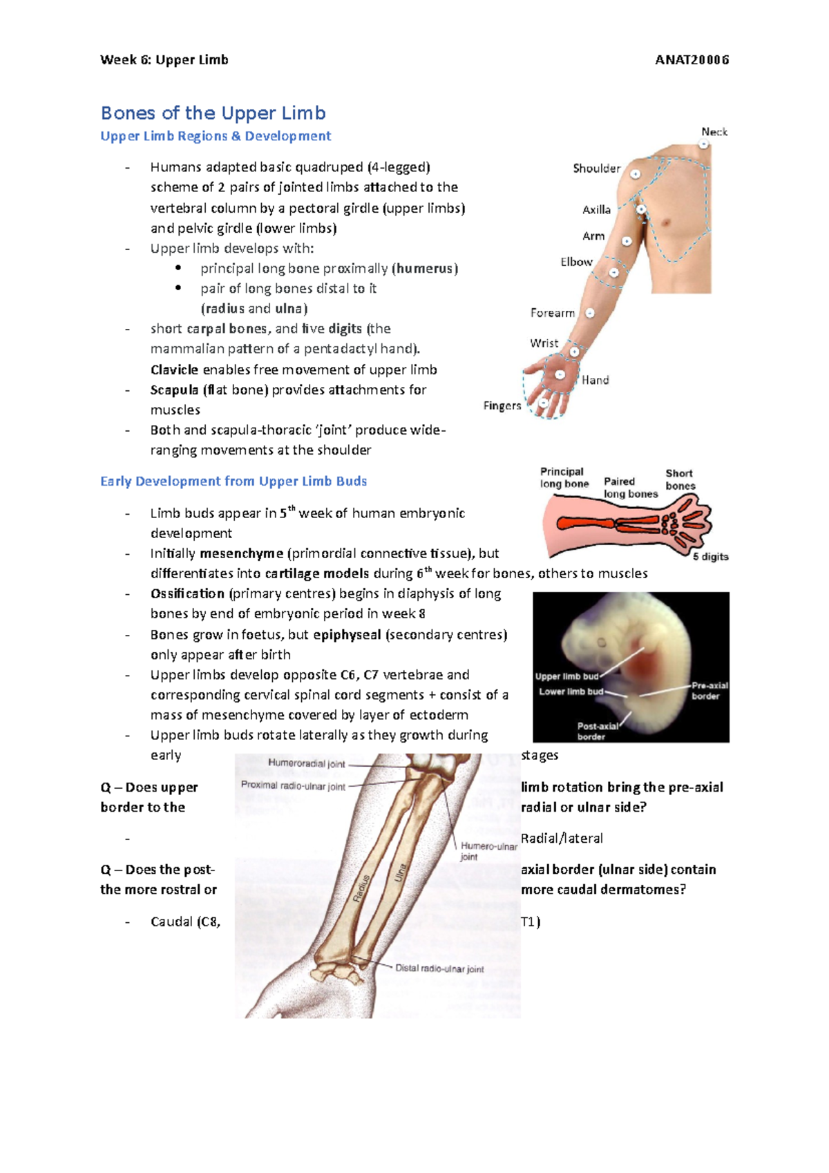 Lecture 16 - Bones of the Upper Limb - Bones of the Upper Limb Upper ...