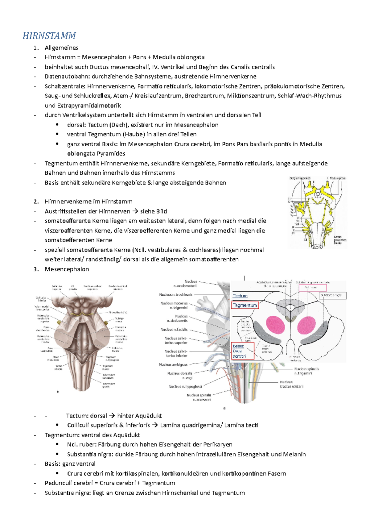 Hirnstamm - HIRNSTAMM Allgemeines Hirnstamm = Mesencephalon + Pons ...