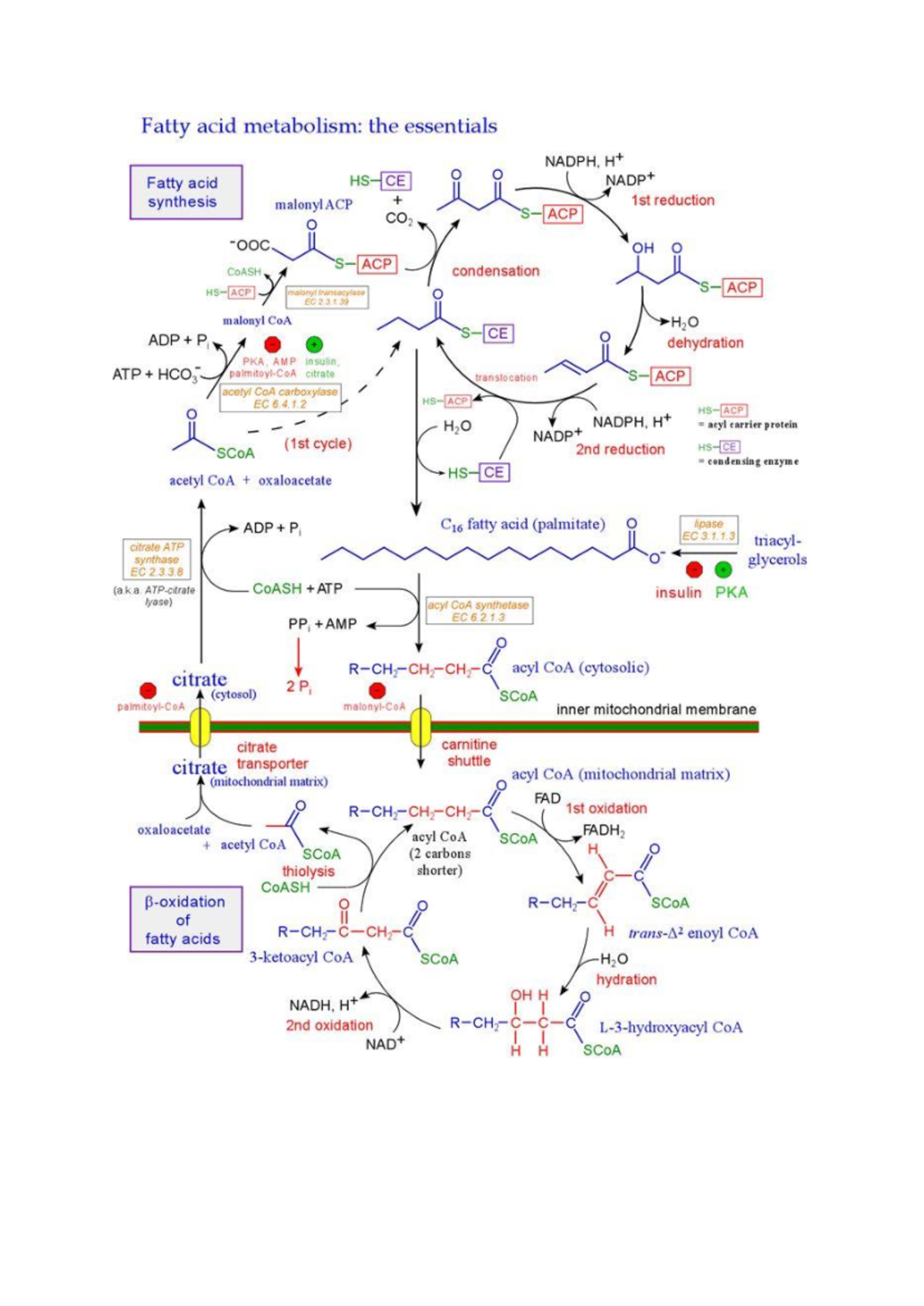 Lipid Metabolism - Fatty acid metabolism: the essentials NADPH, Fatty ...